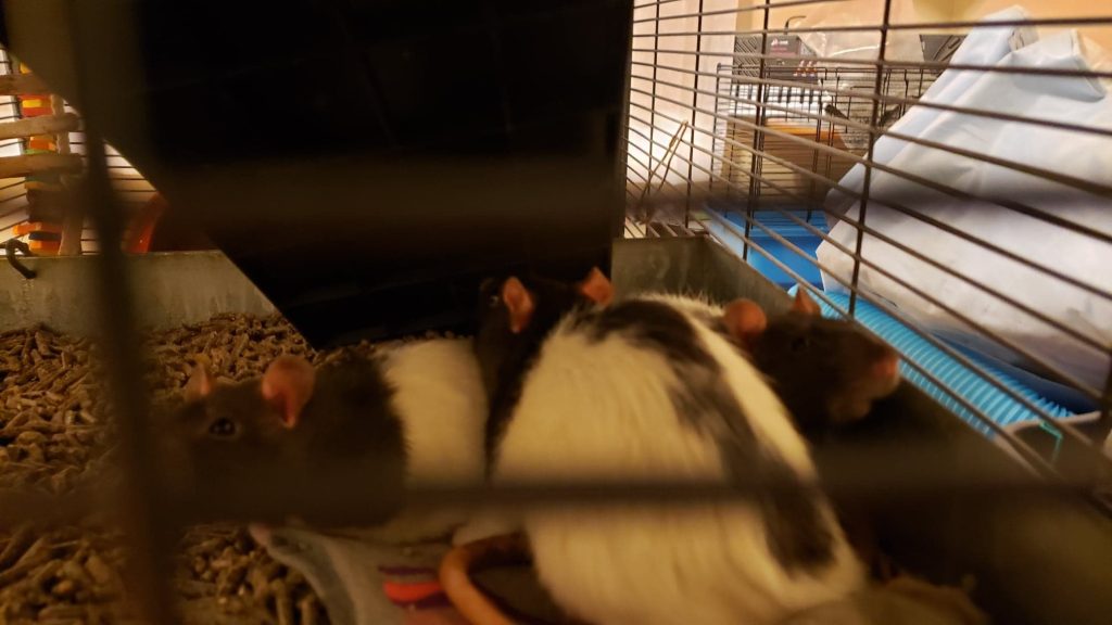 Ben's new rats.