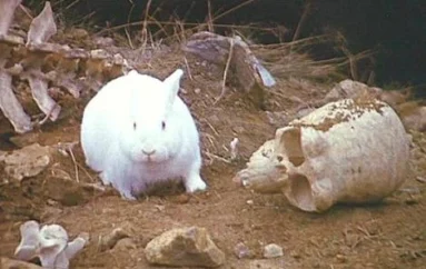 The Killer Rabbit of Caerbannog